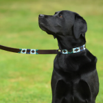Pioneros Polo Dog Collar - Green, Pale Blue, Navy, Cream Stripe 1