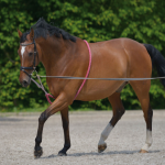 Waldhausen Soft Rope Lunging Aid - All Sizes 1