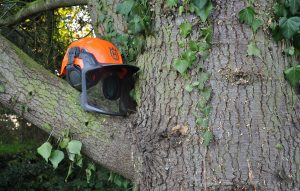 Arboriculture