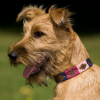 Pioneros Polo Dog Collar - Berry, Navy & Pink 2