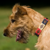 Pioneros Polo Dog Collar - Navy, Cream & Red 2