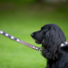 Pioneros Polo Dog Lead - Pampas Corss Navy & Blue 2