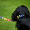 Pioneros Polo Dog Lead - Rainbow 2